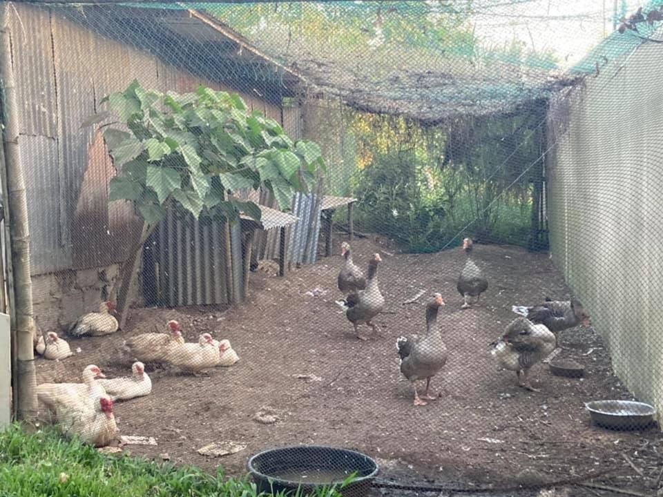 فيلا أتالايا فارمهاوس باتانجاس المظهر الخارجي الصورة